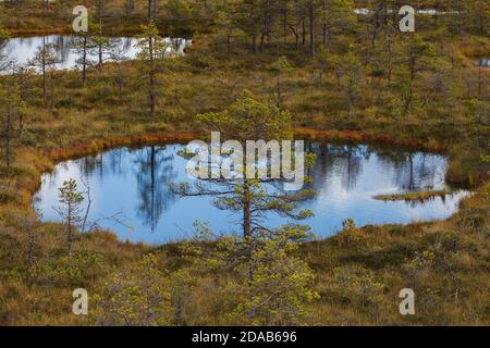 Moorlandschaft im Naturpark in Estland. Wolkiger Herbsttag. Stockfoto