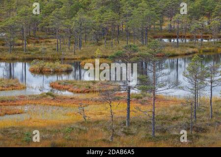 Moorlandschaft im Naturpark in Estland. Wolkiger Herbsttag. Stockfoto