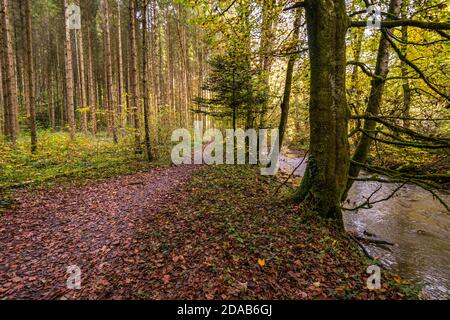 Fantastische Herbstwanderung entlang des Aachtobel zur Hohenbodman Beobachtung Turm in der Nähe des Bodensees Stockfoto