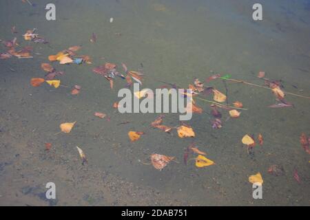 Trockene, gelbe Herbstblätter werden durch den Fluss Dnipro weggetragen, klares, tiefes Wasser. Stockfoto