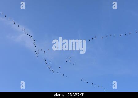 Zugkrane, Massenmigration der Vögel im Herbst, Bildung über dem Münsterland, NRW, Norddeutschland Stockfoto