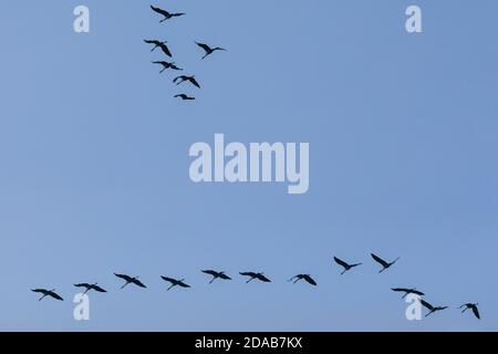 Zugkrane, Massenmigration der Vögel im Herbst, Bildung über dem Münsterland, NRW, Norddeutschland Stockfoto