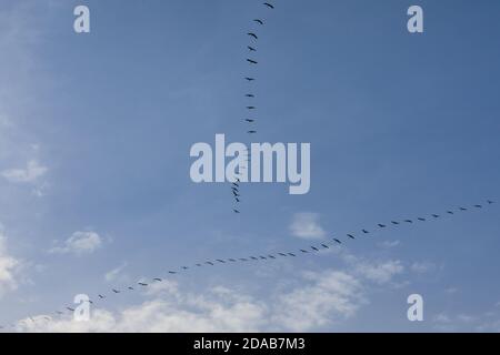 Zugkrane, Massenmigration der Vögel im Herbst, Bildung über dem Münsterland, NRW, Norddeutschland Stockfoto