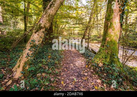 Fantastische Herbstwanderung entlang des Aachtobel zur Hohenbodman Beobachtung Turm in der Nähe des Bodensees Stockfoto
