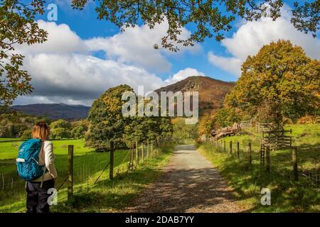 Eine Dame hält inne, um die Herbstlandschaft zu bewundern Der Fußweg zum Rydal Mount bei Ambleside in englischer Sprache Lake District Stockfoto