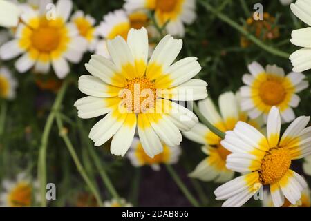 Girlande Chrysantheme - eine essbare Pflanze reich an Mineralien und Vitamine Stockfoto