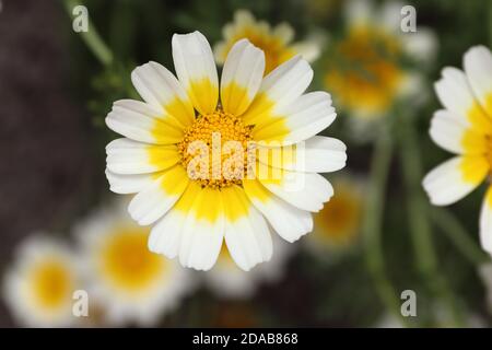 Girlande Chrysantheme - eine essbare Pflanze reich an Mineralien und Vitamine Stockfoto