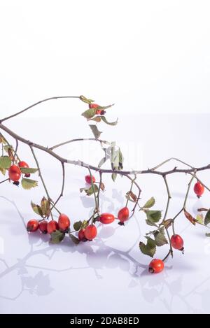 Hagebuttenzweige mit roten Beeren auf weißem Hintergrund viele Frische Hagebutten auf einem Tisch mit Korb Stockfoto