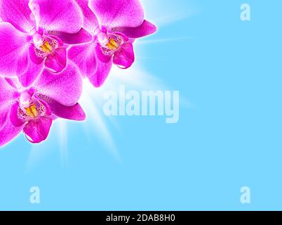 Phalaenopsis. Rosa Orchideen auf blauem Hintergrund mit Lichtstrahlen Stockfoto