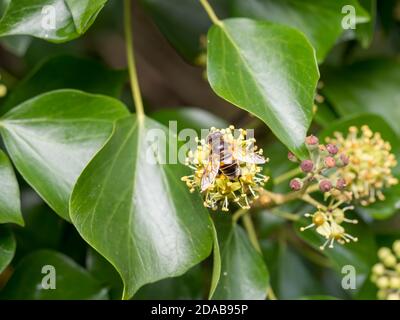 Eristalis tenax schwebfly in Efeu Blume. Naturdetails. Stockfoto
