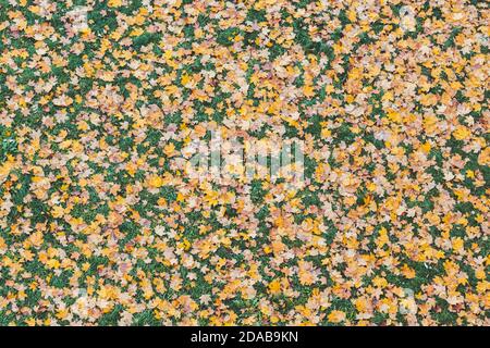 Gefallene Blätter liegen auf dem grünen Gras Stockfoto
