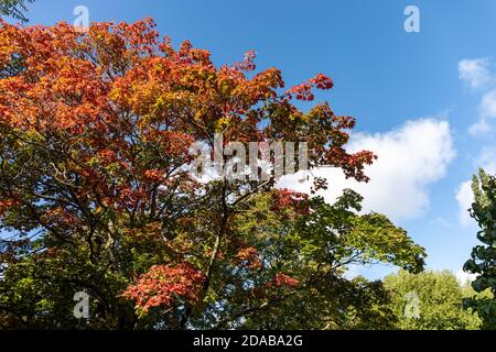 Frühe Herbstfarben gegen blauen Himmel Stockfoto