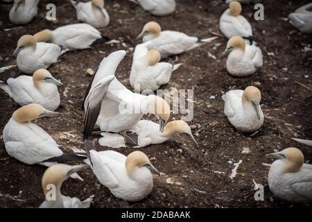 Zwei Nordtölpel paaren sich in der Brutzeit Stockfoto