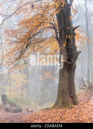 Herbstfarbe in Castle Hill Woods, Pickering Stockfoto