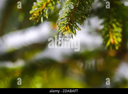 Schmelzender Schnee auf den grünen stacheligen Tannenzweigen im Freien. Stockfoto