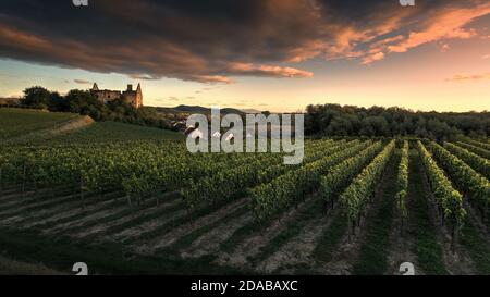 Historische Schlossruine umgeben von Weinbergen im kaiserstuhl Stockfoto