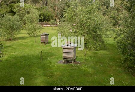 Hölzerne Bienenstöcke in einem Olivenbaumhain auf der Insel Tresco auf den Inseln von Scilly England, Großbritannien Stockfoto