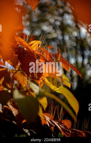 Herbstlaub auf weichem, verschwommenem, wirbelndem Hintergrund. Herbstsaison spezifische gelbe, braune und orange Farben. Stockfoto