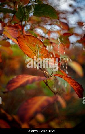 Herbstlaub auf weichem, verschwommenem, wirbelndem Hintergrund. Herbstsaison spezifische gelbe, braune und orange Farben. Stockfoto