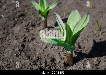 Bett mit grünen Knoblauch Sämlinge. Frühjahrssaat von Gemüse auf dem Bauernhof. Stockfoto