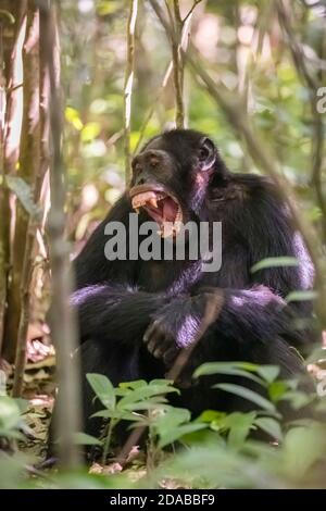 Schimpansen (Pan troglodytes) sitzen im Unterholz und entblößen die Zähne, Kibale National Park, West-Uganda Stockfoto