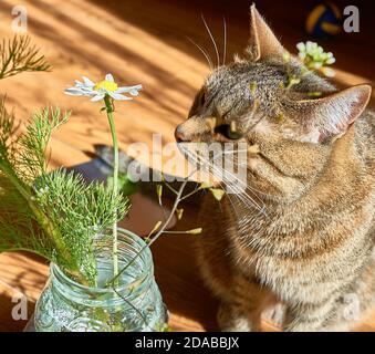 Makrele tabby Katze mit einem Ingwer Nase schnüffelnd Gänseblümchen im Sonnenlicht. Haustiere lieben es Stockfoto