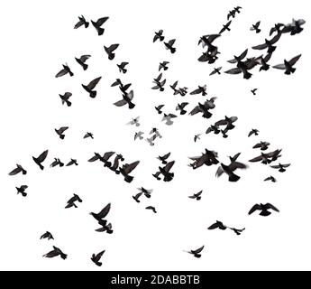 Silhouetten von Tauben. Viele Vögel fliegen am Himmel. Bewegungsunschärfe. Isoliert auf Weiß Stockfoto