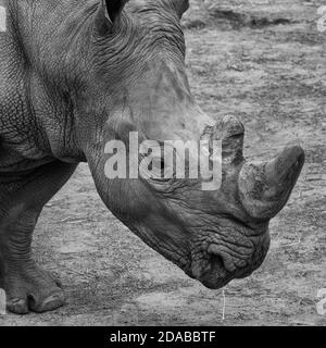 Ein Porträt eines weißen Nashorns Stockfoto