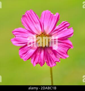 Schöne rosa Kosmos Blume vor einem grünen Hintergrund Stockfoto