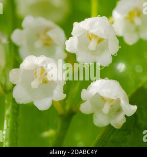 Maiglöckchen mit Wassertropfen und grünen Blättern. Stockfoto