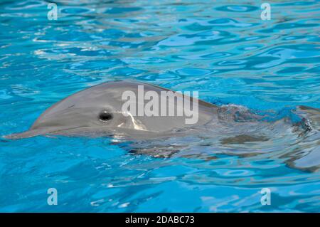 Große Tümmler schwimmen auf der Oberfläche der lateinische Name Tursiops truncatus Stockfoto