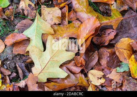 Gefallenen Eichenlaub im Herbst Stockfoto