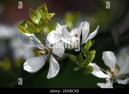 Weiße Blüten der dreiblättrigen Orange, poncirus trifoliata oder Citrus trifoliata sind auch als japanische Bitterorange, winterharte Orange oder Chinesisch bekannt Stockfoto