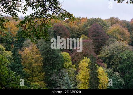 Eine Baumlinie von gemischten immergrünen und Laubbäumen in Frühherbst Stockfoto