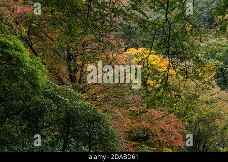 Eine Baumlinie von gemischten immergrünen und Laubbäumen in Frühherbst Stockfoto