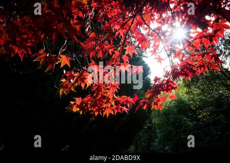 Bright sunshine glowing through red autumn leaves Stockfoto