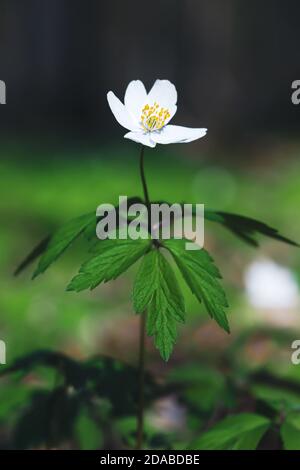 Natürlicher Hintergrund. Erste Frühlingsblumen. Anemone sylvestris (Schneeglöpfenanemone) Stockfoto