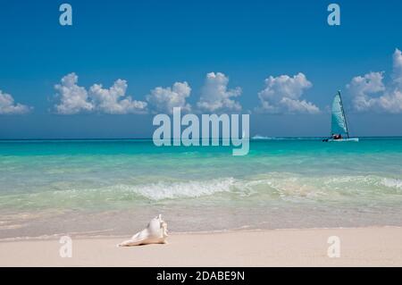 Seashell am tropischen Sandstrand, im Hintergrund eine Hobie Katze segelt nahe der Küste, Playa del Carmen, Mexiko Stockfoto