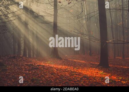 Herbstwald mit bunten Blättern und Sonnenstrahlen in nebligen Nebel Stockfoto