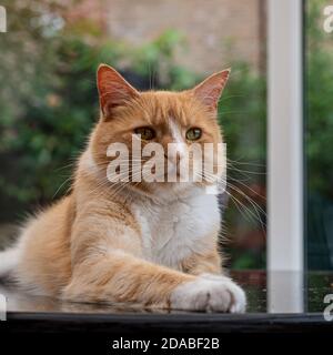 Alarm Hauskatze mit ausgestreckter Vorderpfote Stockfoto