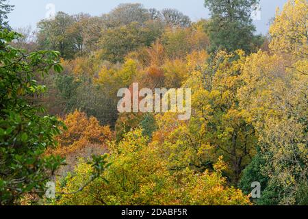 Eine Baumlinie von gemischten immergrünen und Laubbäumen in Frühherbst Stockfoto