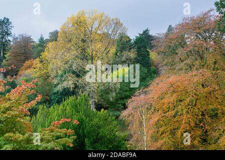 Eine Baumlinie von gemischten immergrünen und Laubbäumen in Frühherbst Stockfoto