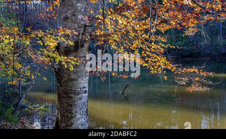 Amerikanische Buche (Fagus grandifolia) Im Herbst wächst neben dem See in Ivy Creek Natural Bereich Stockfoto