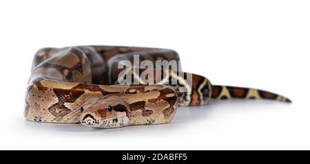 Weibliche Erwachsene Boa constrictor aka Boa Imperator. Isoliert auf weißem Hintergrund. Stockfoto