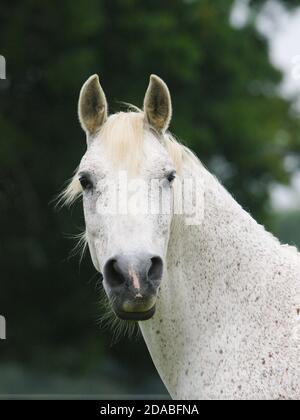 Ein Kopfschuss eines getuppelten grauen arabischen Pferdes in einem Fahrerlager. Stockfoto