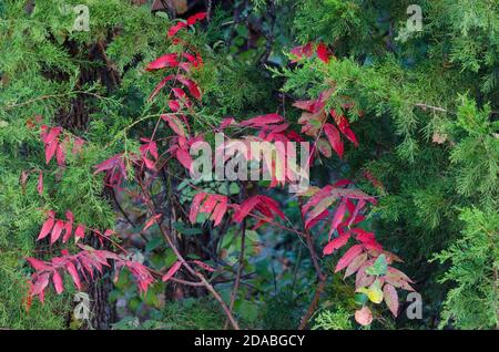 Smooth Sumac, Rhus glabra, aufwachsen durch Eastern Red Cedar, Juniperus virginiana, im Herbst Stockfoto