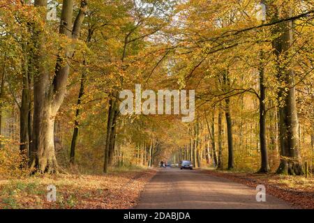 Allee von Buchen mit Herbstfarbe in Savernake Forest Wiltshire England Stockfoto