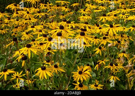 Nahaufnahme der gelben Rudbeckia rudbeckias Blumen Blüte im Sommergarten England Vereinigtes Königreich GB Großbritannien Stockfoto