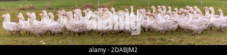 Vielen weißen Mast Gänse auf der Wiese Stockfoto