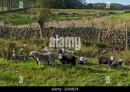 Herde von Herdwick-Schafen Herdwick auf einem Feld im Sommer Lake District National Park Cumbria England Vereinigtes Königreich GB Großbritannien Stockfoto